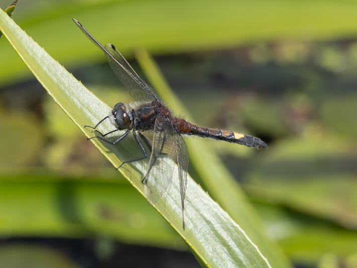 Leucorrhinia pectoralis (Yellow-spotted Whiteface)-4.jpg